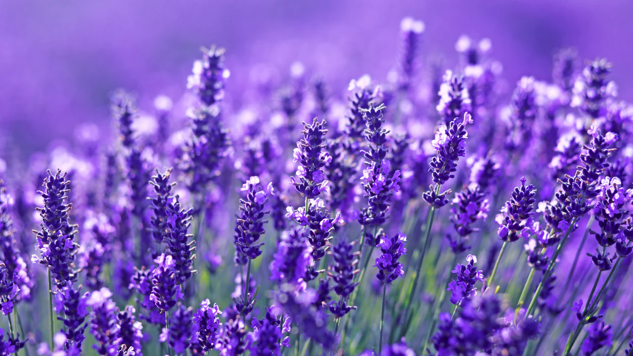 Cultivate Your Personal Paradise
